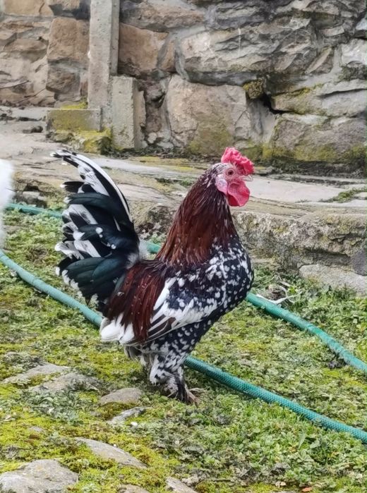 Декоративни петлета и кокошки