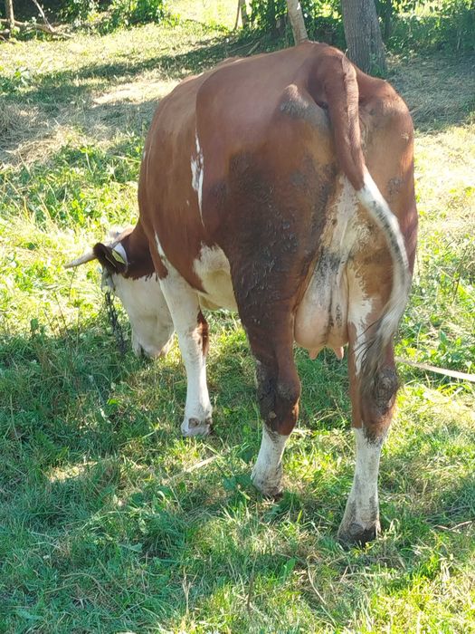 De vânzare vacă cu doi tăurași