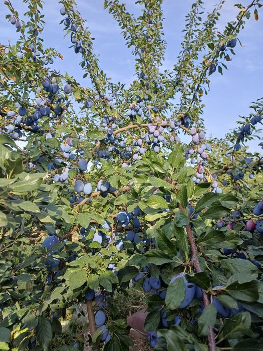 Prune pentru dulceata si compot