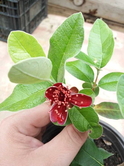 Фейхоа, Ананасова Гуава -Йодно дърво