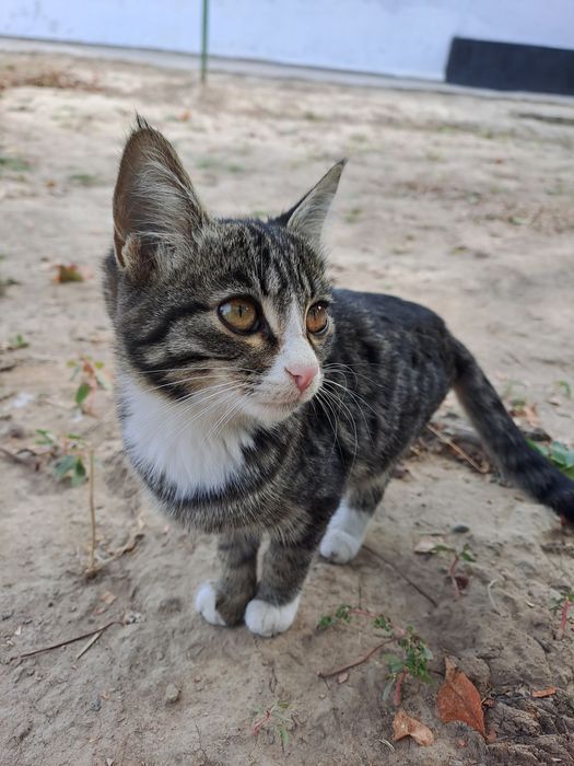 Котята 4 месяца в ответственные руки