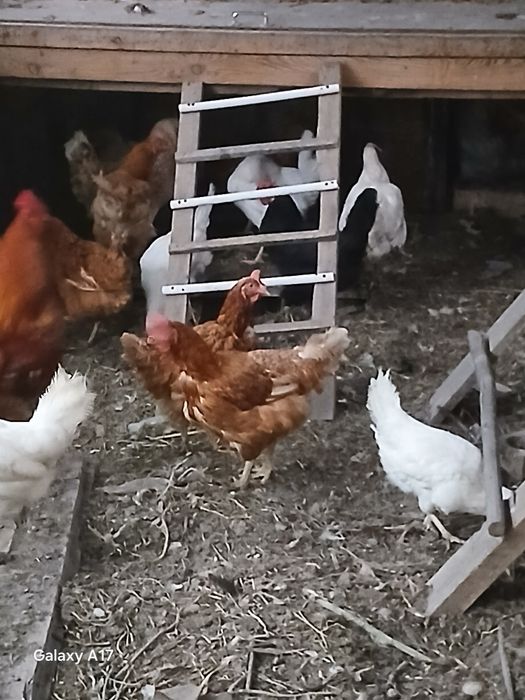 Продам курей несушки