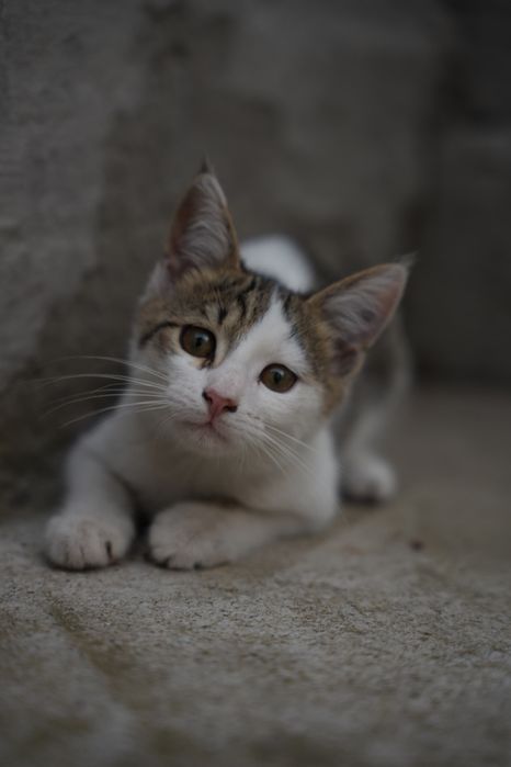 Котики(миленькие) и кошка(мама)