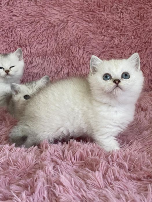 Британка късокосместа