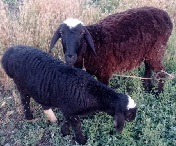 Quylar sitiladi ona bacha