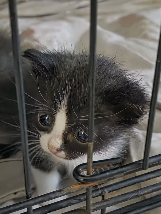 Отдам в добрые руки котят