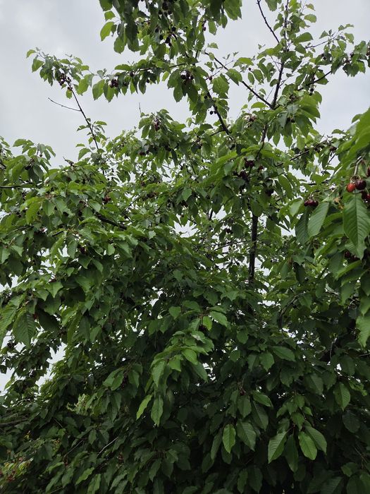 Dulceață de cireșe