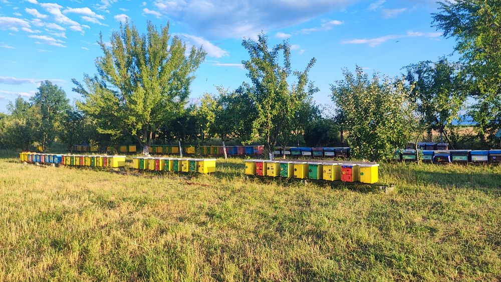 Mătci împerecheate/Roiuri/Matci virgine/Botci