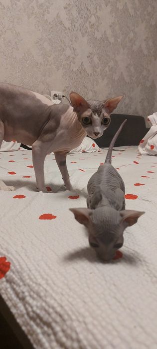 Котята Конадского Сфинкса