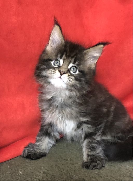 Мейн-Кун! Мальчик!