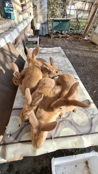 Burgund bollari sotiladi