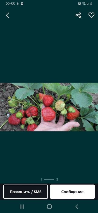 Саженцы клубники