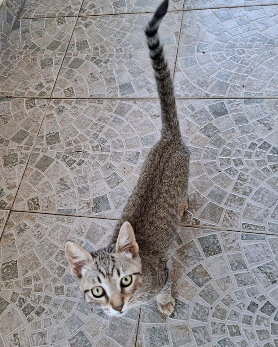 Donez pisoi - 4 luni
