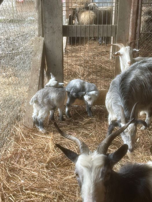 Vand 7 capre de lapte, 2 sunt cu iezii