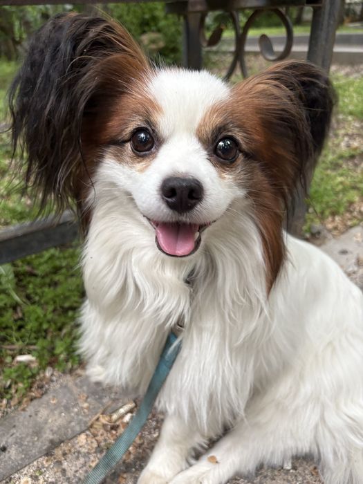 Продам папильона