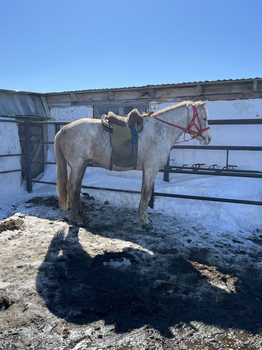 Айғыр сатылады ………