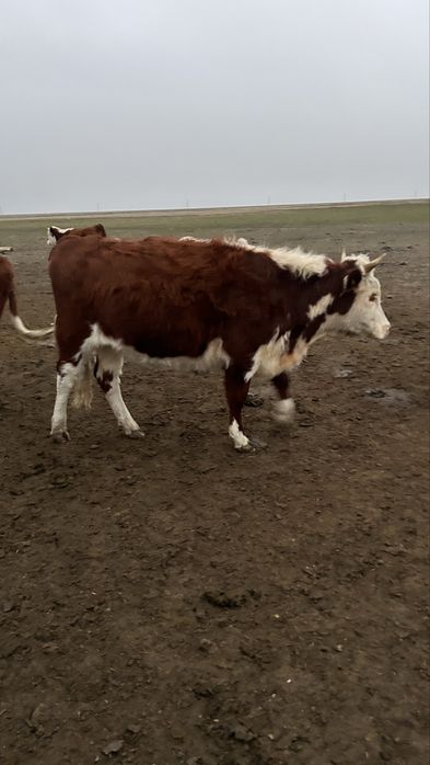 Жабағы соғым семіз