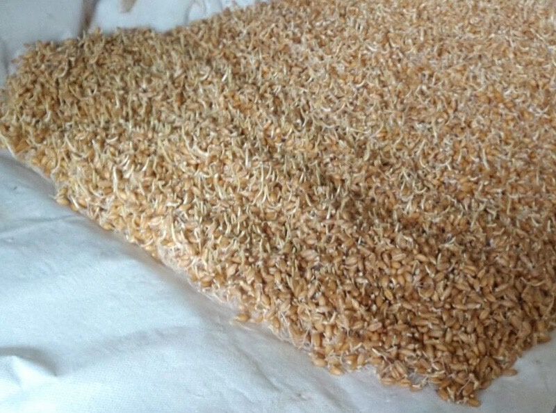 Бугдой сумалак учун