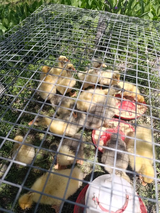 Продам домашних гусят