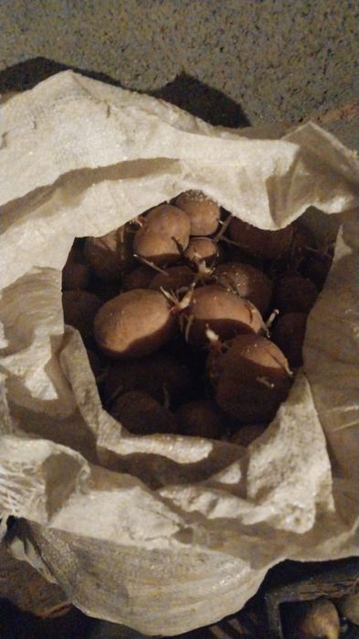 Продается картофель