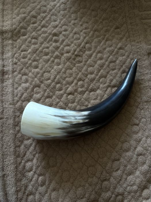 Corn de taur 20-22 cm