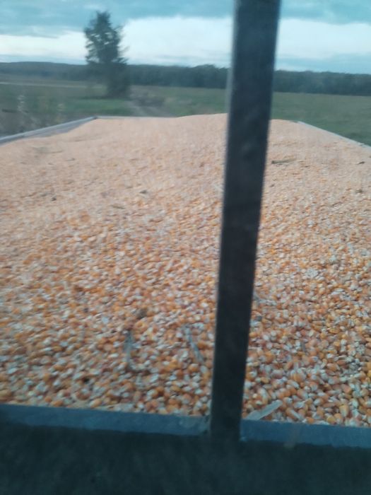 Porumb, graunte uscate