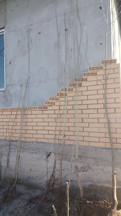 Көшеттер Ағаштар Расада бар