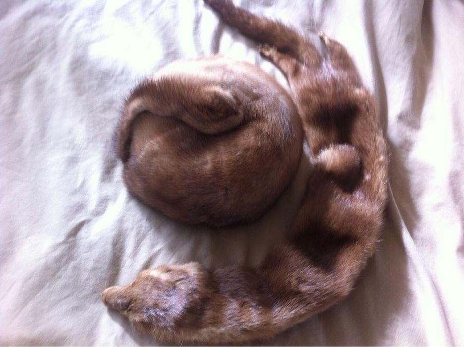 Яка от кафява норка