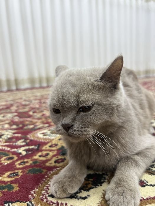 ayol mushik sotilladi 1 yosh