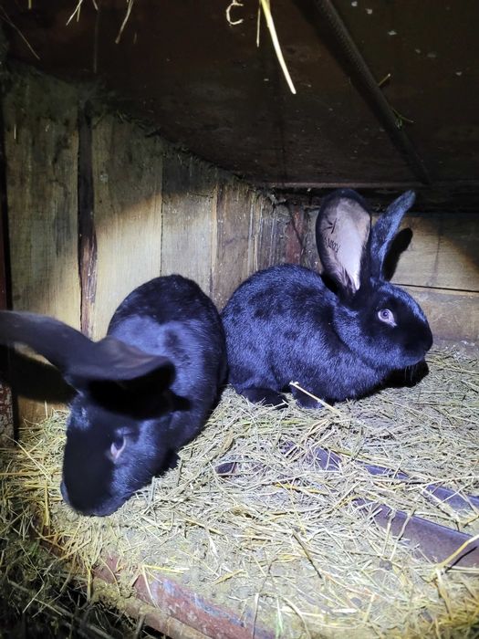 Iepuri marele german