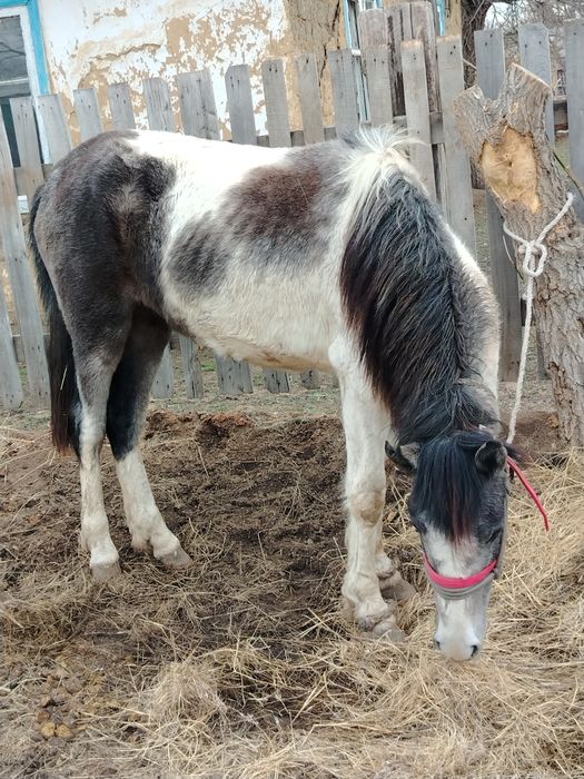 Байтал 24 жылғы сатылады