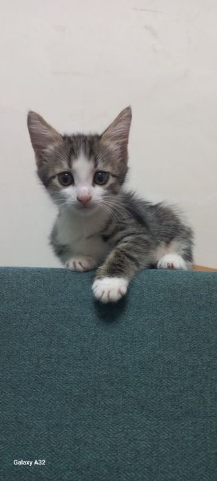 Котята в добрый руки