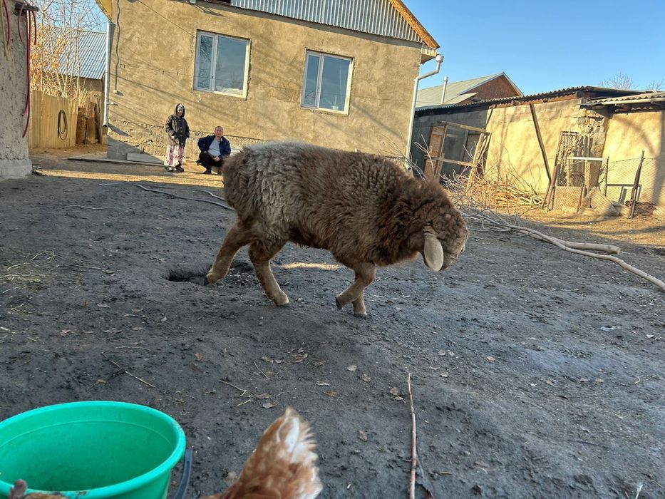 Тоқты  сатылады.