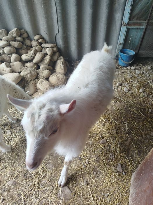 Продам заазинского козла