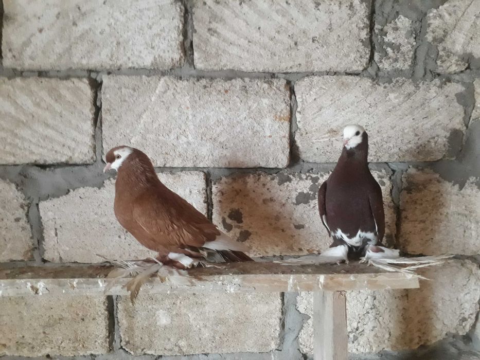 Домашние голубки