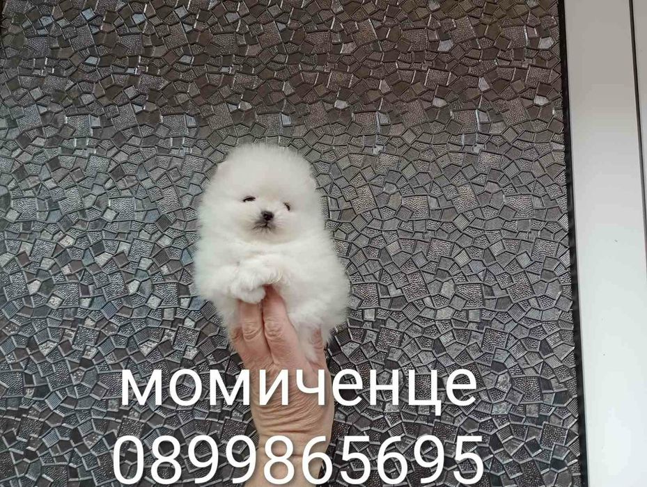 Прекрасни мини Померани !