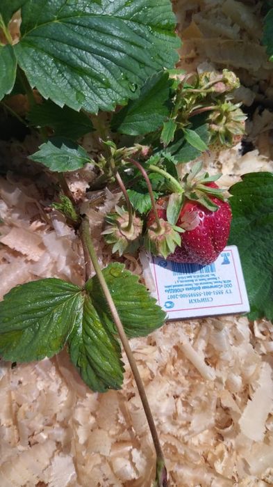 Клубника саженцы