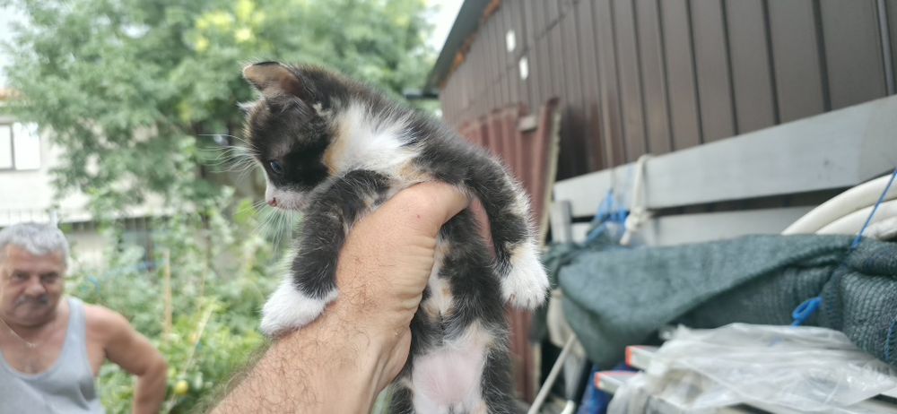 Pisoi spre adopție