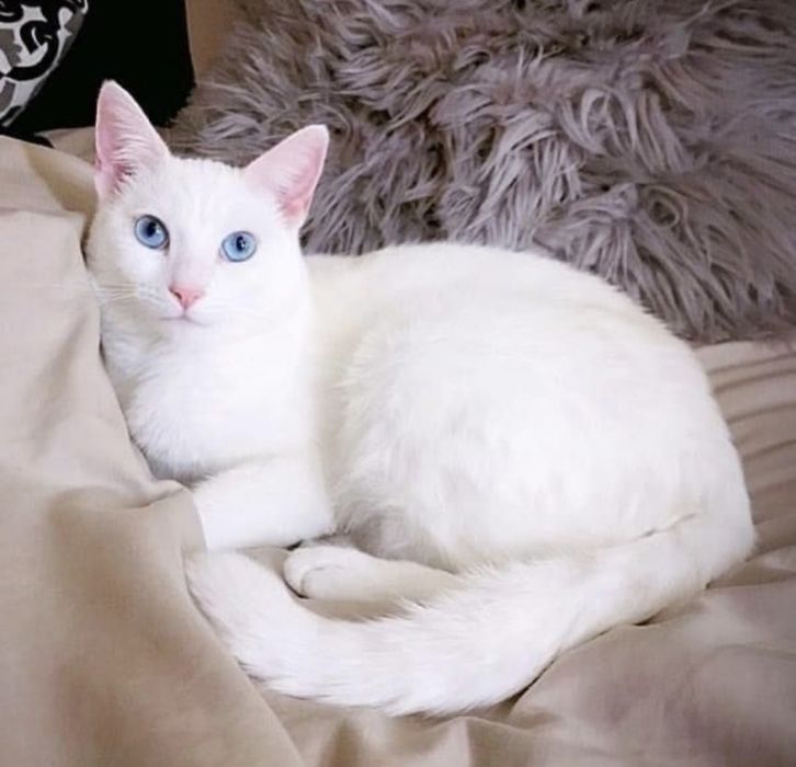Белоснежные Кельтские котята!