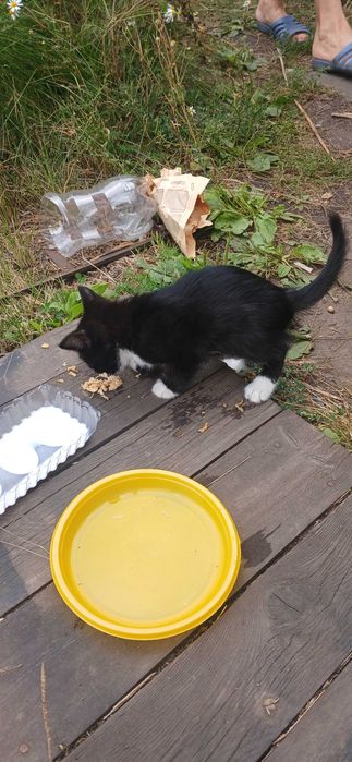 Котенок в добрые руки