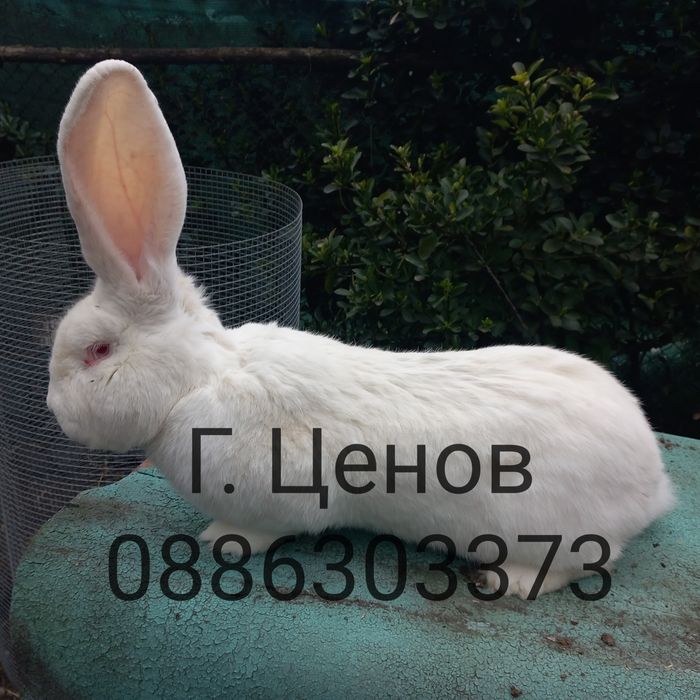 Продавам бели великани