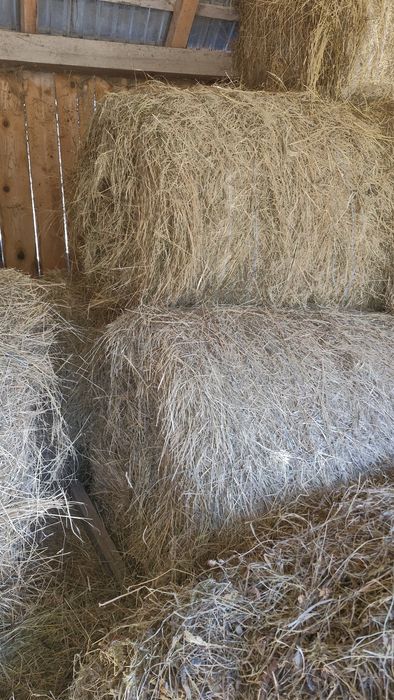 Vand baloti fan forte bun