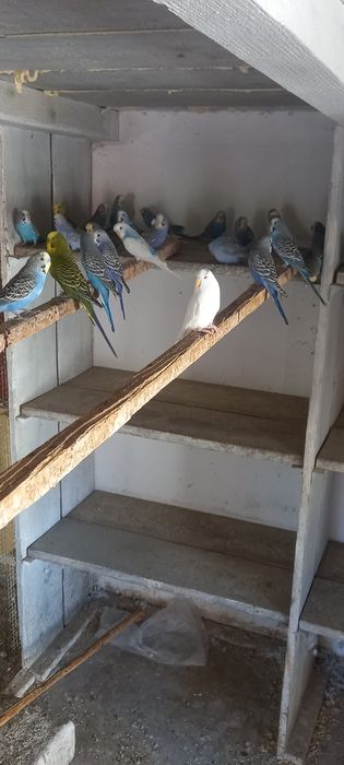 Peruși de vînzare