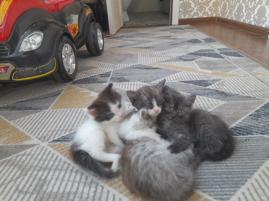 Котята бесплатно