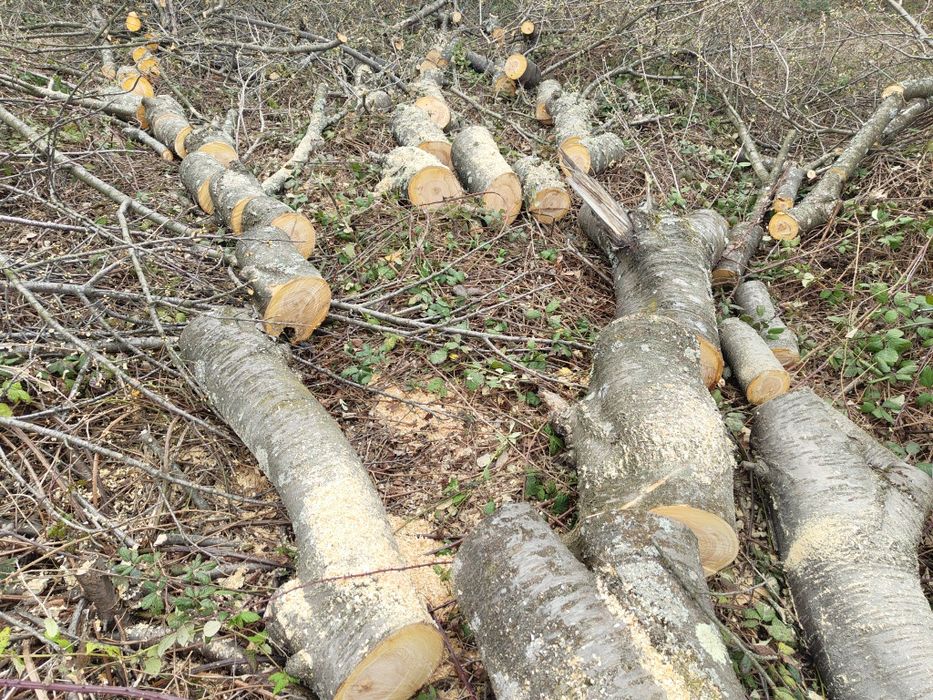 Поваляне, рязане и цепене на дърва