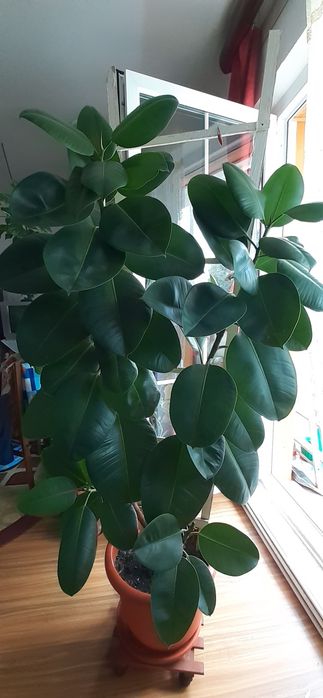 Vand ficus inaltime 135 cm, cu ghiveci 160 cm.