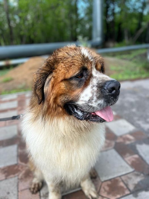 Московская сторожевая