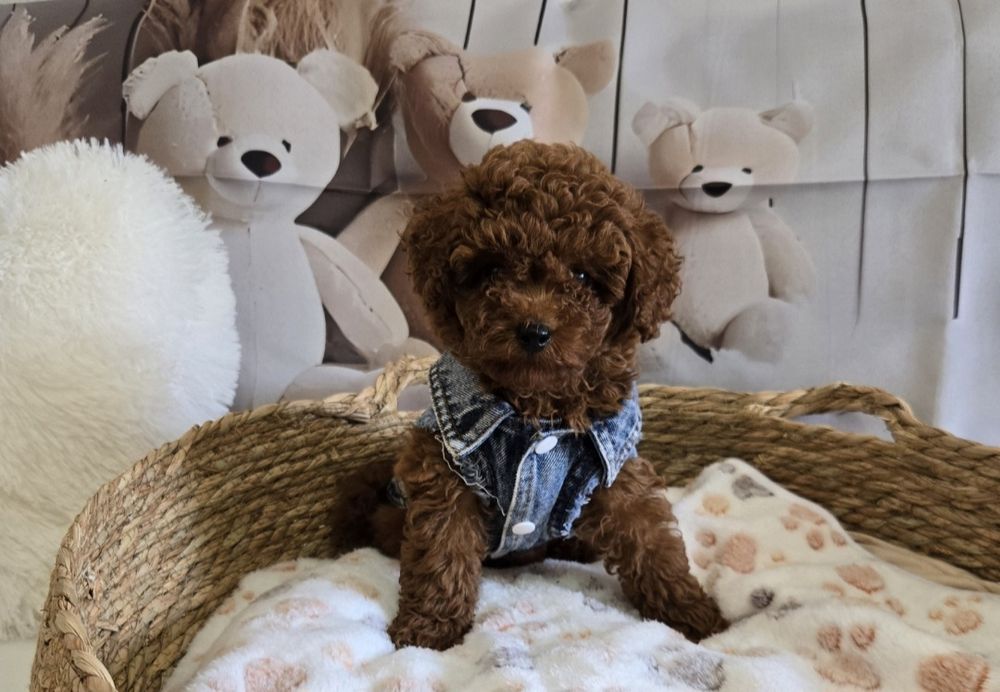 Пудел тийкъп/ Пудел той poodle с родословие момче red braun