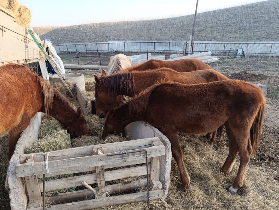 Продам лошадей, 3 кобыла, 2 жеребец