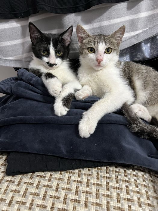 Отдам в добрые руки